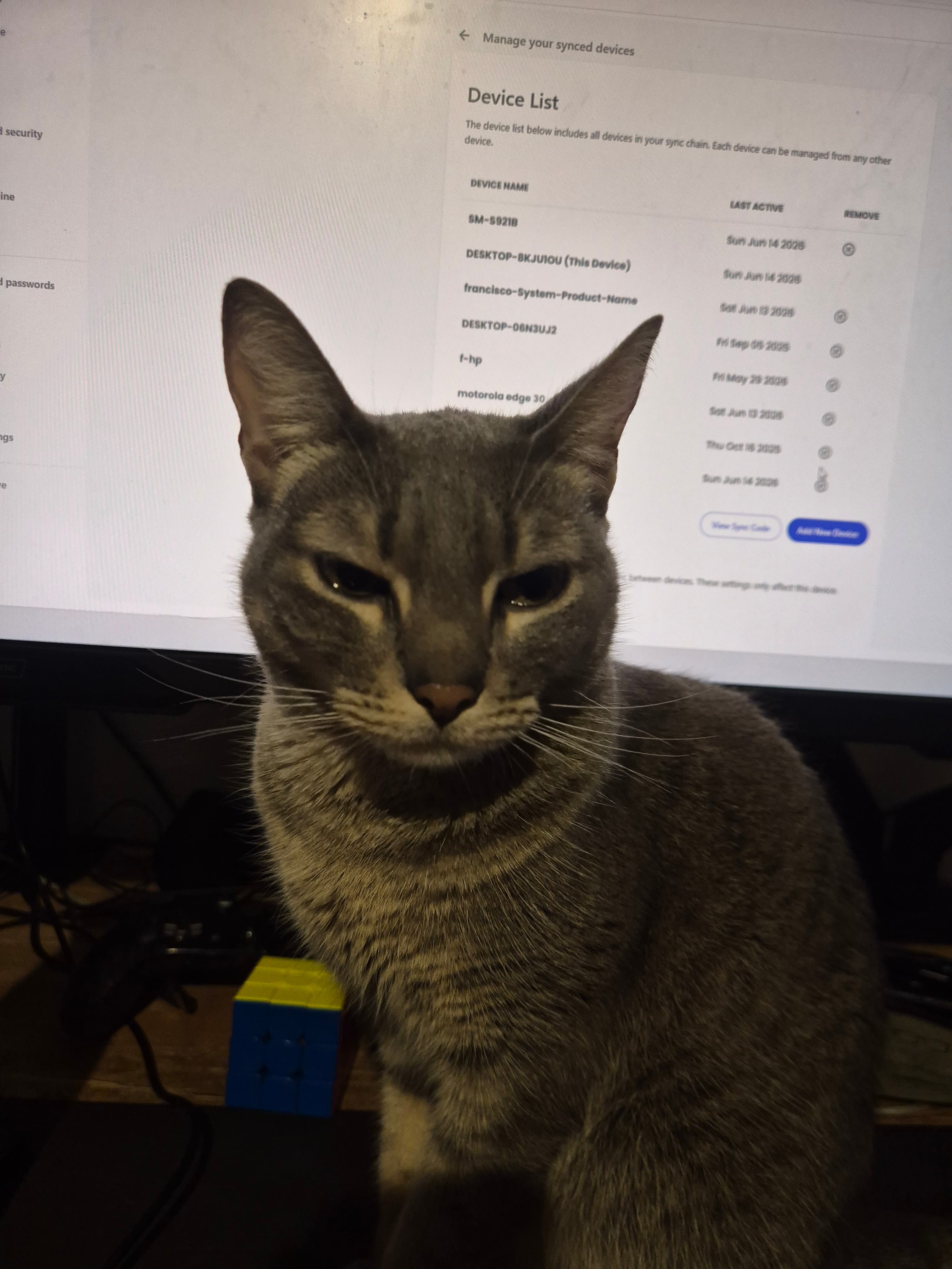 Gatito